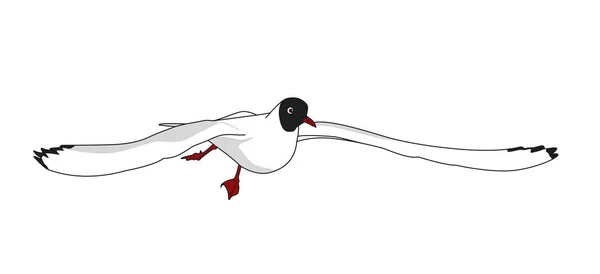 Black Headed Gull Cartoon Vector Illustration — Stock Vector