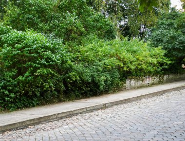 Yeşil ağaçlı eski Avrupa kaldırımlı caddesi