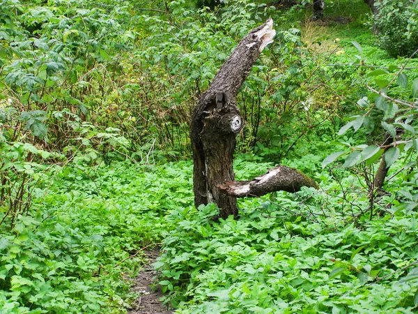 Vieil Arbre Brisé Dans Herbe Épaisse — Photo