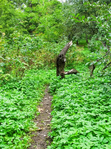 Chemin Vers Vieil Arbre Brisé Dans Herbe Verte Épaisse — Photo