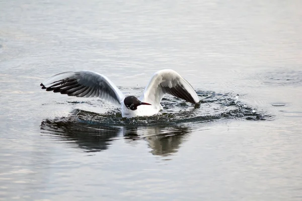 Schwarzkopfmöwe Mit Ausgestreckten Flügeln Planscht Wasser — Stockfoto