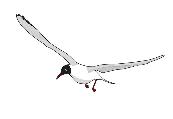 Black Headed Gull Cartoon Vector Illustration — Stock Vector