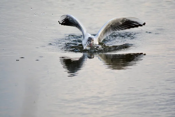 Mouette Tête Noire Avec Une Bulle Eau Sur Tête — Photo