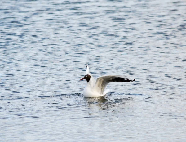 Goéland Tête Noire Assis Sur Eau Avec Ses Ailes Déployées — Photo