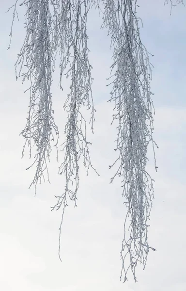 Winter Day Birch Branches Hoarfrost — 图库照片