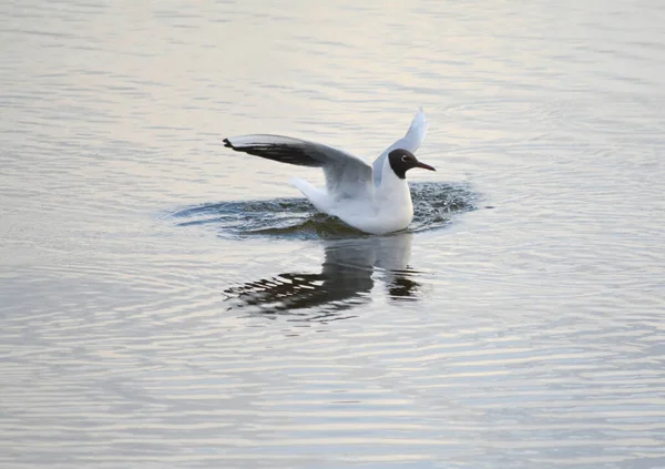 Schwarzkopfmöwe Sitzt Mit Ausgebreiteten Flügeln Auf Dem Wasser — Stockfoto