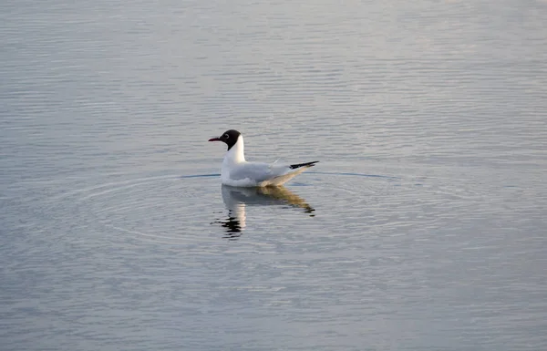 Gaviota Cabeza Negra Sienta Aguas Tranquilas Atardecer —  Fotos de Stock