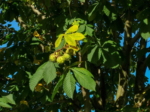 Ein Bündel Rosskastanien Auf Einem Baum Nahaufnahme — Stockfoto