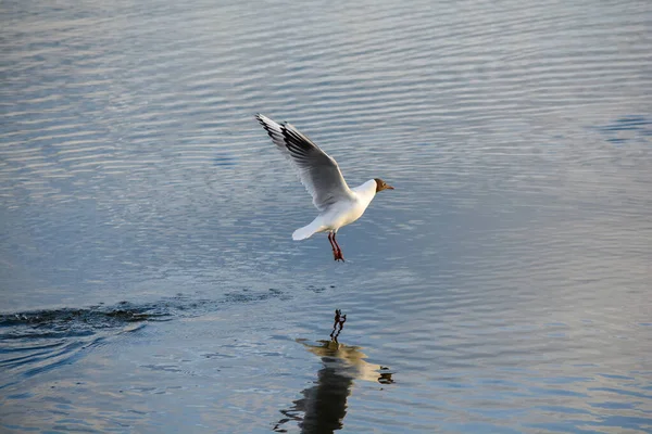 Black Headed Gull Takes Water Dynamic Shot — Stock Photo, Image