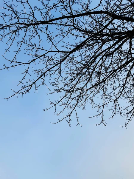 Árbol Negro Ramas Contra Cielo Azul —  Fotos de Stock