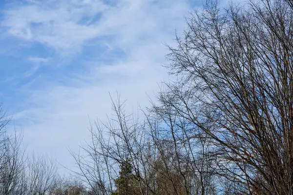Yapraksız Ağaç Dalları Bulutlu Mavi Gökyüzü — Stok fotoğraf