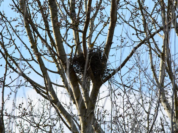 Crow Nest Tree Branches — Stockfoto