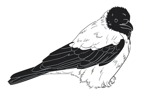 Ruffled Hooded Crow Sketch Vector Illustration — Stock Vector