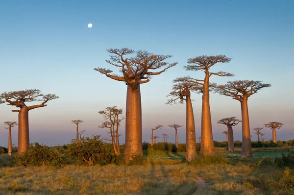 stock image Field of Baobabs