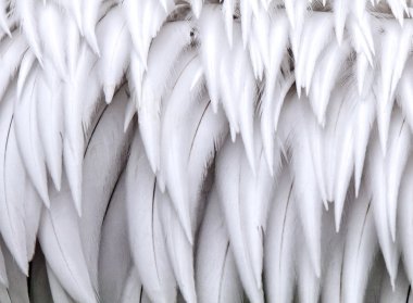 Closeup beyazlara bürünmüş