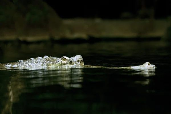 O gharial indiano — Fotografia de Stock