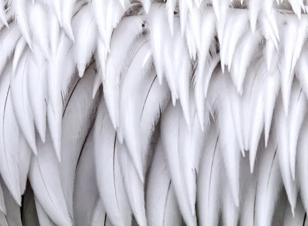 Closeup of white feathers — Stock Photo, Image