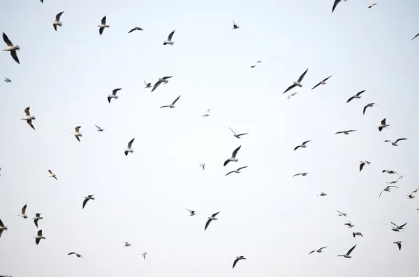 Rebanho de gaivotas em voo contra o céu — Fotografia de Stock