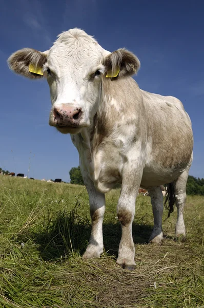 Weiße Kuh, grünes Gras und blauer Himmel — Stockfoto