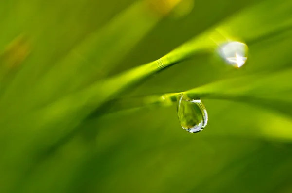 Gocce d'acqua su un filo d'erba — Foto Stock