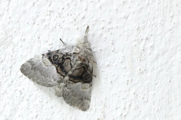 Close up van nacht butterfly (vlinder) op witte muur — Stockfoto