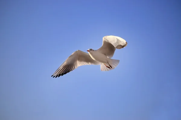 Deniz martı ve mavi gökyüzü uçan — Stok fotoğraf