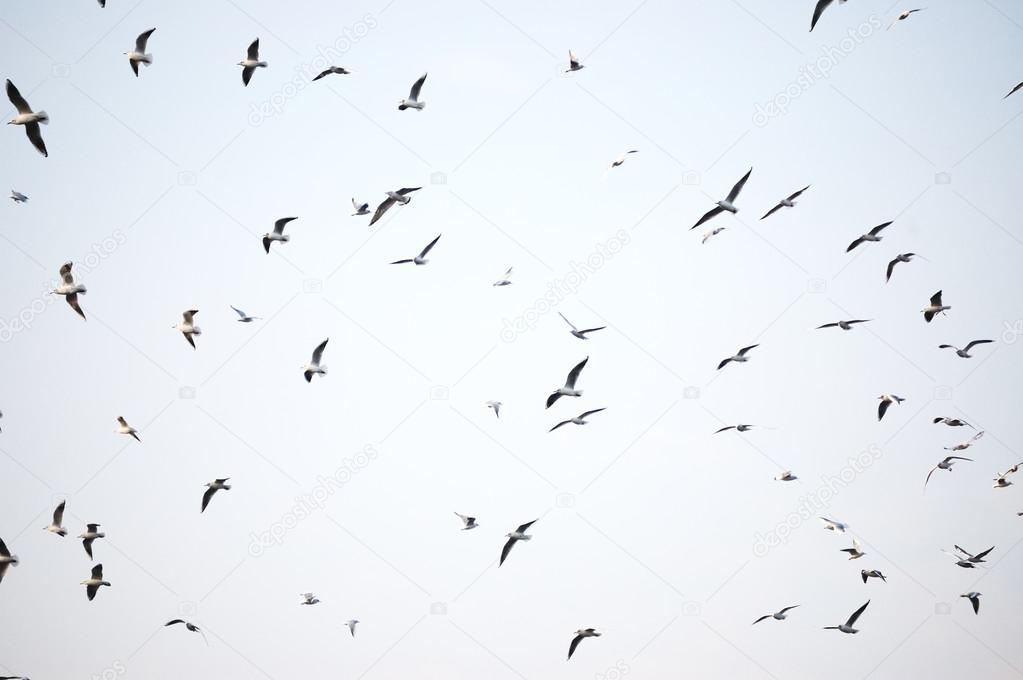 Flock of gulls in flight against the sky