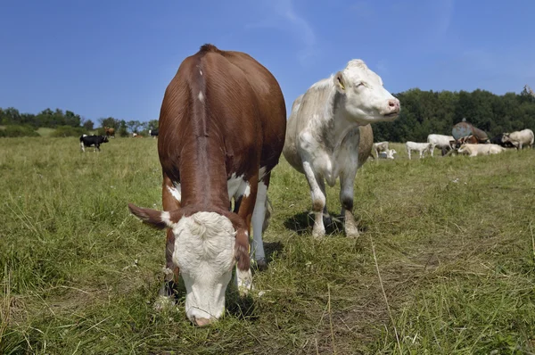 Kühe auf der Weide an einem sonnigen Tag — Stockfoto