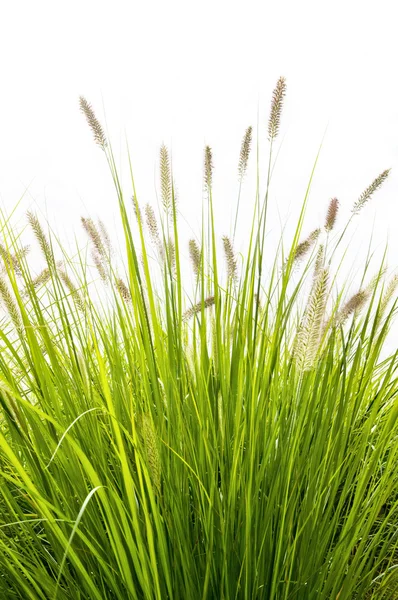 Grass on white background — Stock Photo, Image