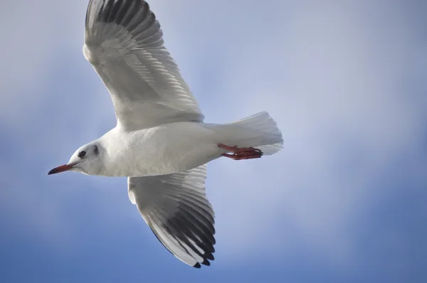 Flyger havsfiskmåsen — Stockfoto