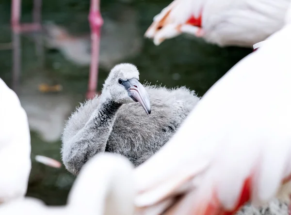 Młodzi flamingo — Zdjęcie stockowe