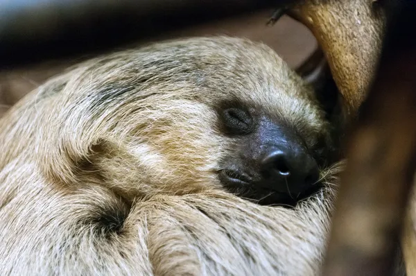 Sureño perezoso de dos dedos durmiendo en el árbol — Foto de Stock