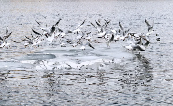 The flock of seagulls on the river in winter — Stock Photo, Image