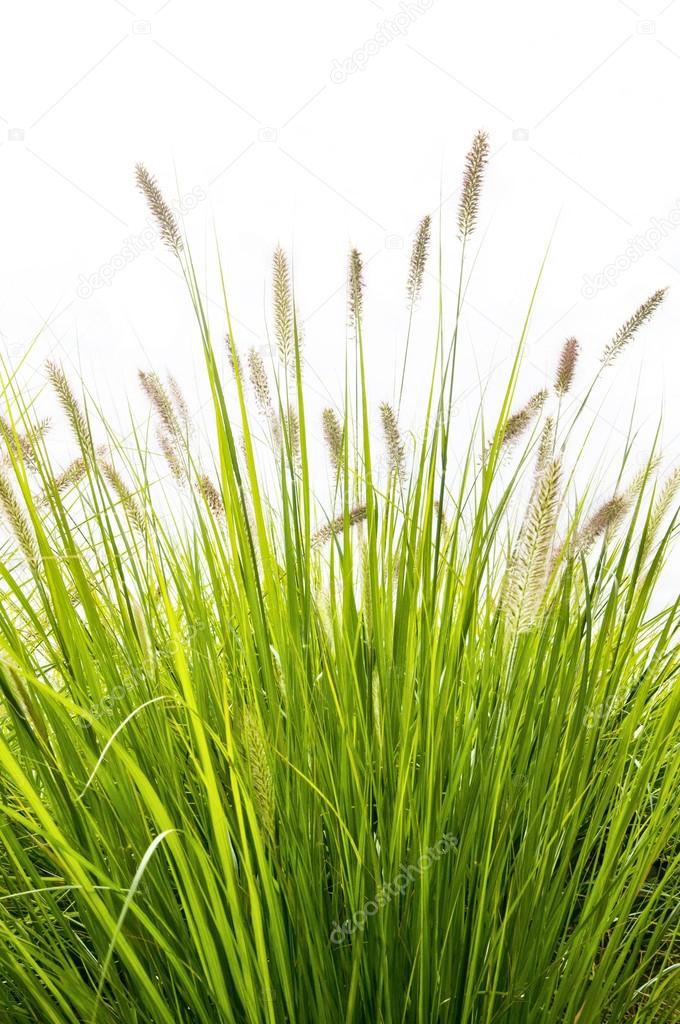 Grass on white background