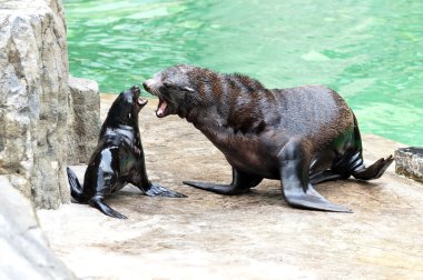 kahverengi kürklü fok