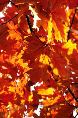 Sonbahar Yaprakları