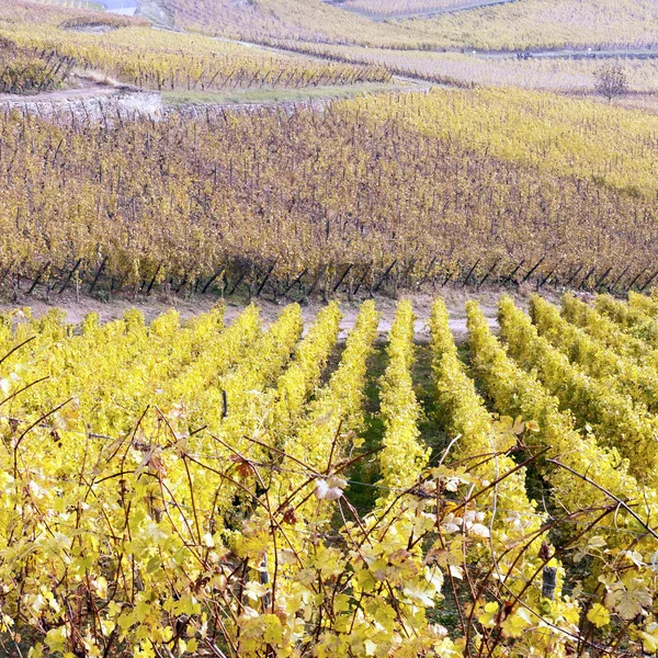 Vigneti in autunno — Foto Stock