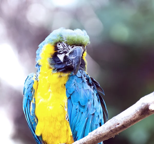 Ara ararauna parrot - portrait — Stock Photo, Image