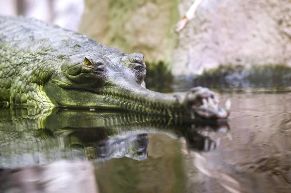 Indiai gavial — Stock Fotó