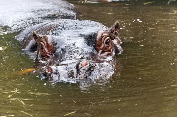 Un hippopotame, un hippopotame — Photo