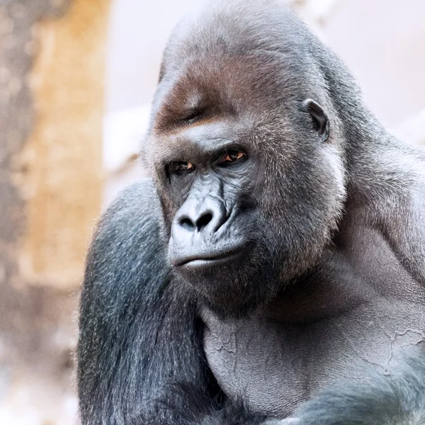 Ein Gorilla — Stockfoto