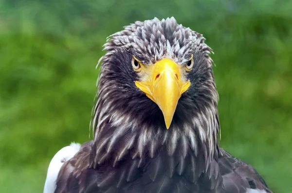 Un aigle — Photo