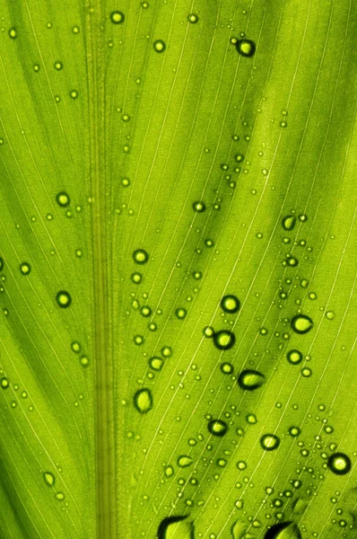 Bir yaprak yağmur damlaları ile — Stok fotoğraf