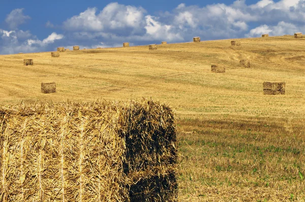 Heuhaufen auf einer Feile — Stockfoto