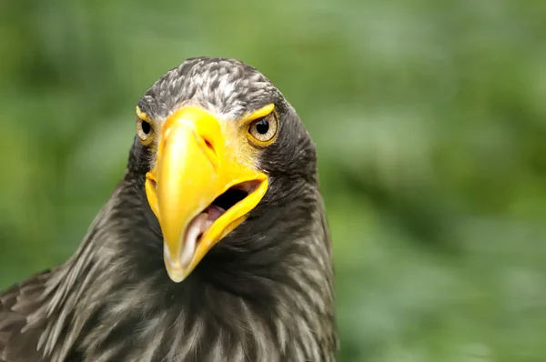 一只鹰 — 图库照片