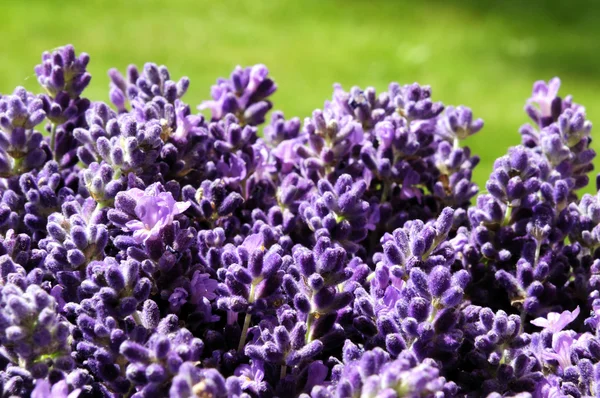 Lavendel — Stockfoto