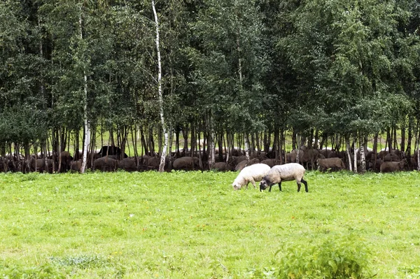 Owce na pastwisku — Zdjęcie stockowe