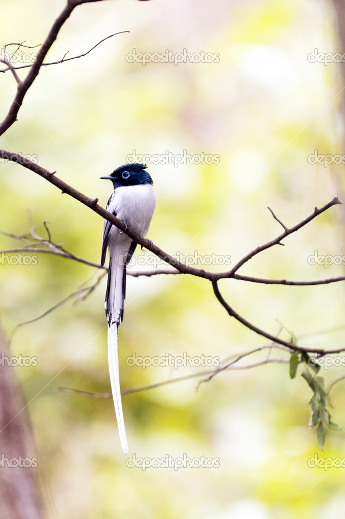 Madagascar Paradise-flycatcher