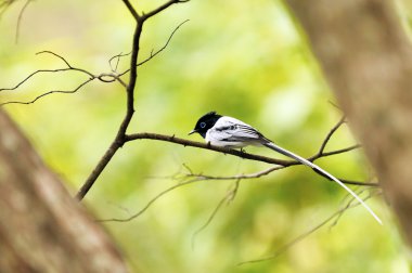 Madagaskar cennet-sinekkapan (Terpsiphone mutata)