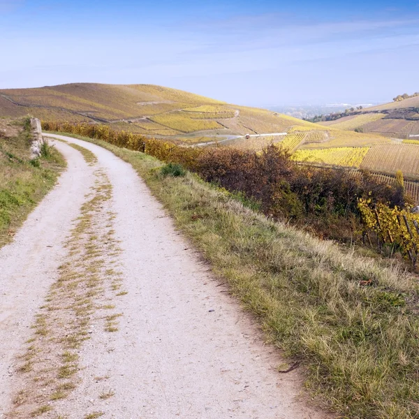 Vigneti in autunno — Foto Stock